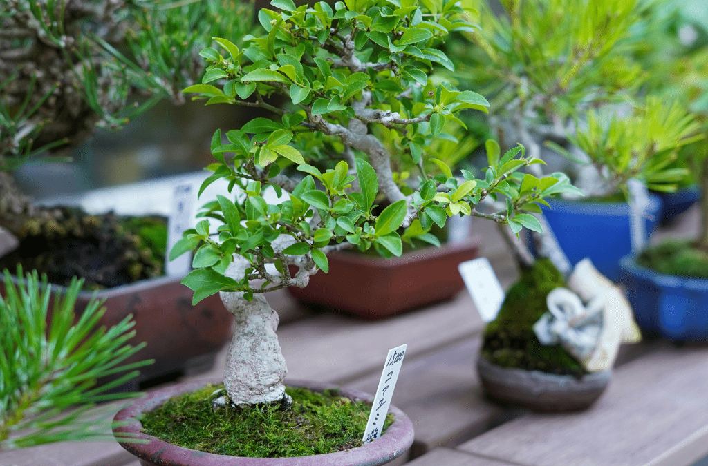 Aprendé a cuidar tu bonsai