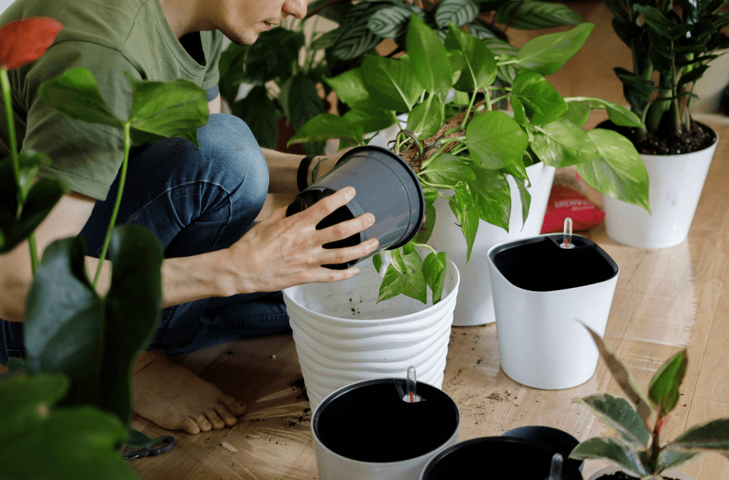 Cómo cuidar tus plantas: consejos básicos para mantenerla sanas y felices