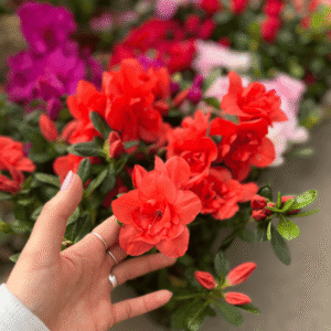 Azalea doble