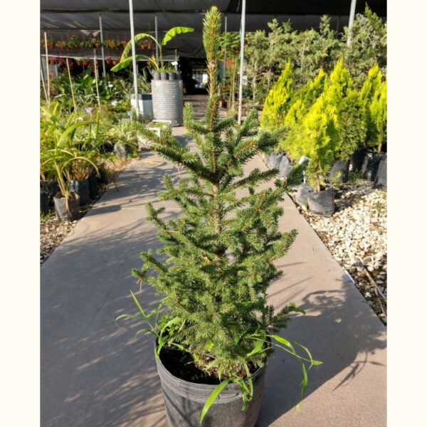 La picea abies es una conífera perennifolia muy conocida y muy utilizada, su principal uso es durante las fiestas como árbol de navidad.