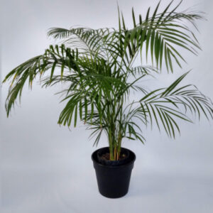 La Areca es la mejor opción entre las palmeras para decorar el interior de tu hogar gracias a su gran adaptación.