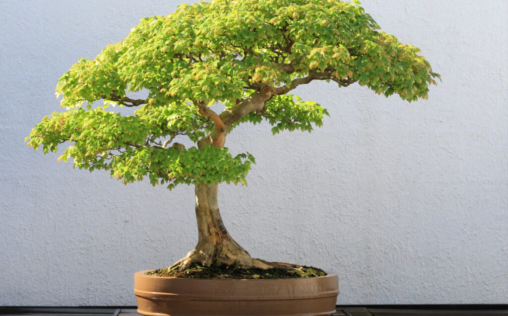 En este post te dejamos algunas de las recomendaciones básicas para el cuidado de un bonsái: Dónde ubicarlo, el riego, sustrato y más.