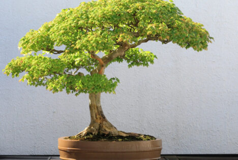 En este post te dejamos algunas de las recomendaciones básicas para el cuidado de un bonsái: Dónde ubicarlo, el riego, sustrato y más.