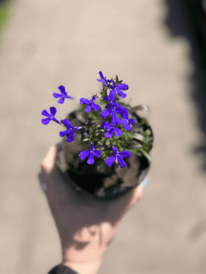 lobelia