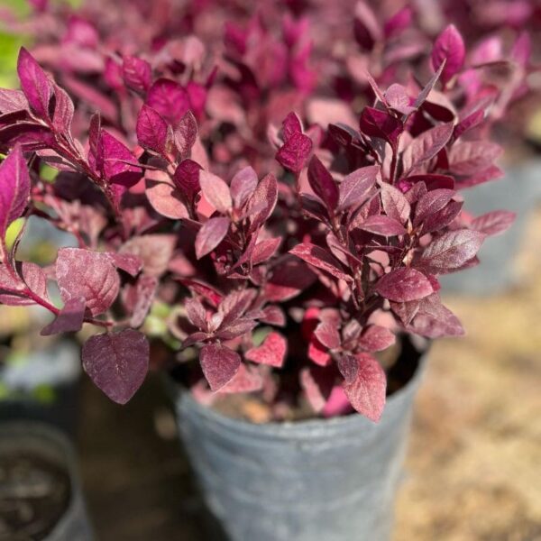althernanthera