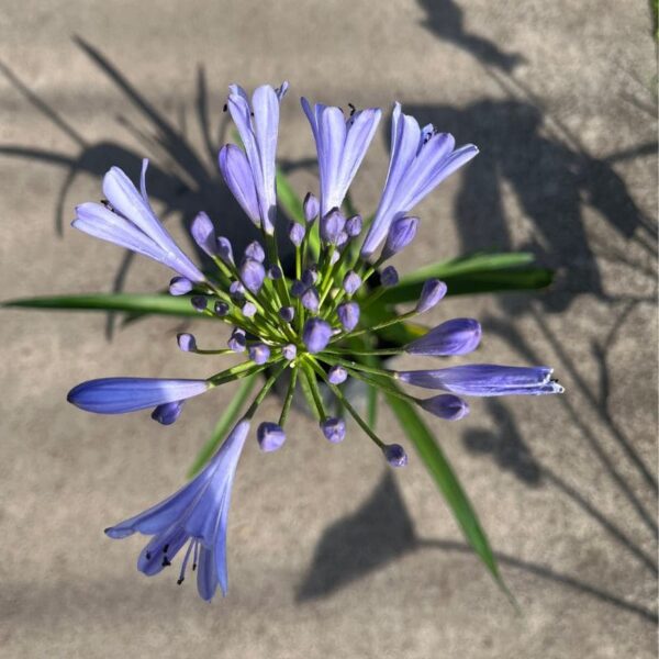 Agapanthus