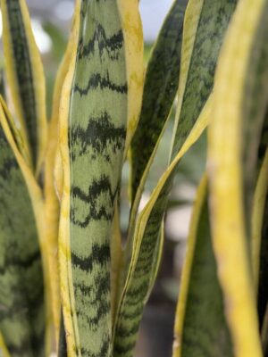 Sansevieria