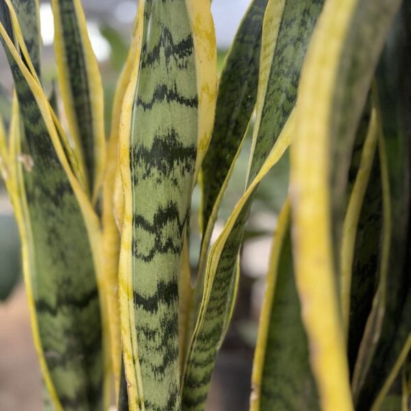 Sansevieria