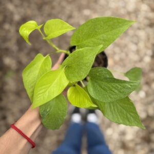 pothus-lemon