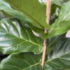 ficus-pandurata