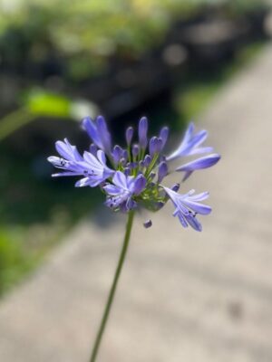 Agapanthus