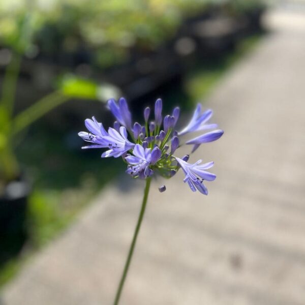 Agapanthus