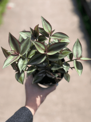 tradescantia-zebrina