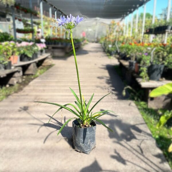 Agapanthus