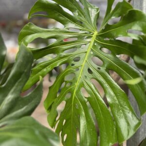 monstera
