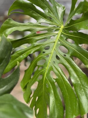 monstera