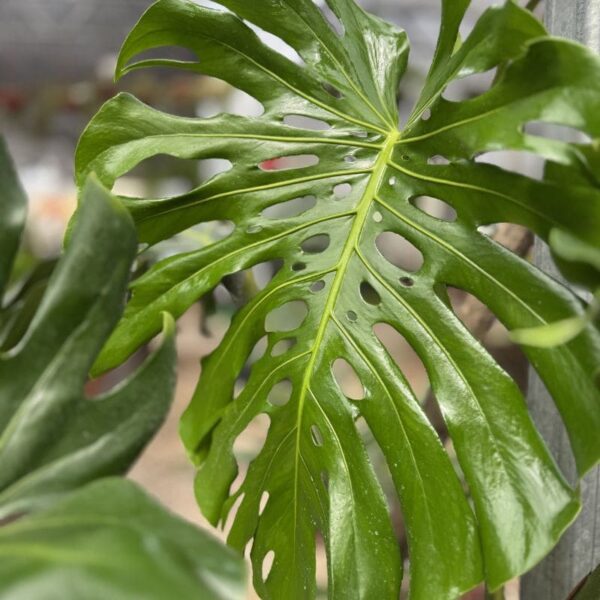 monstera