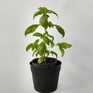 La Albahaca es una hortaliza infaltable en tu huerta o jardín. Es ideal para el uso de sus hojas en la cocina.