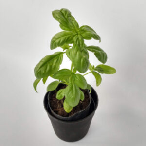 La Albahaca es una hortaliza infaltable en tu huerta o jardín. Es ideal para el uso de sus hojas en la cocina.