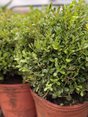 Buxus bocha