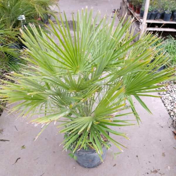 La Chamareops humilis es una palmera arbustiva muy decorativa y muy resistente que permite cultivarse en en jardines, incluso pequeños.