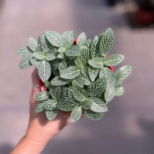 fittonia