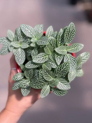 fittonia