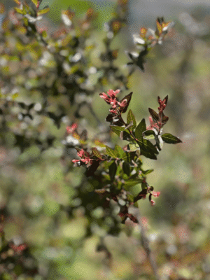 Abelia-grandiflora