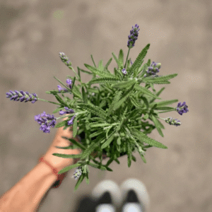 lavanda