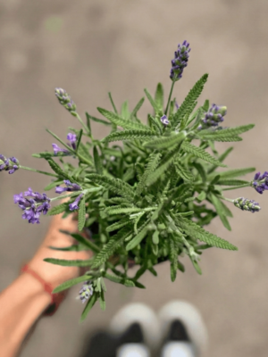 lavanda