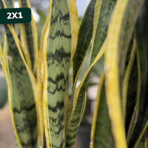 sansevieria-2x1
