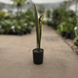 Sansevieria