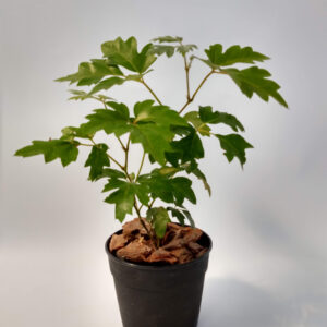 El Cissus es una planta trepadora colgante ideal para el interior gracias a sus sencillos cuidados y su vistoso follaje.
