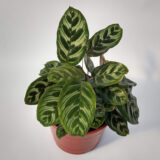 La Calathea macoyana es una hermosa planta de interior, muy llamativa por el patrón de sus hojas en distintos tonos de verde.