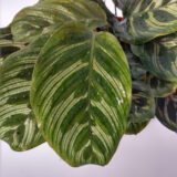 La Calathea macoyana es una hermosa planta de interior, muy llamativa por el patrón de sus hojas en distintos tonos de verde.