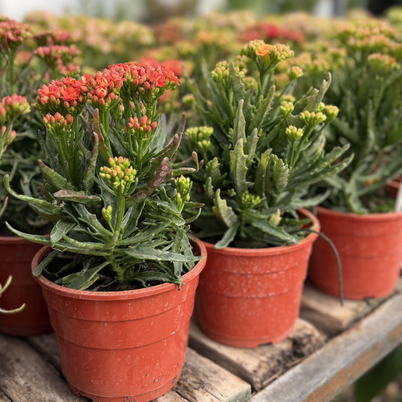 Kalanchoe doble