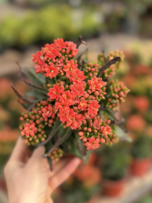Kalanchoe doble