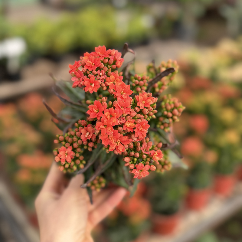 Kalanchoe doble