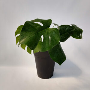 La Monstera con sus imponentes y características hojas, es una planta ideal para decorar el interior de tu hogar.