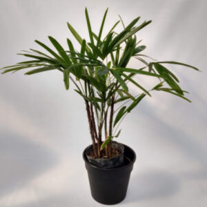 El Raphis es una palmera de hoja perenne ideal para decorar el interior de tu hogar gracias a su gran adaptación en maceta.