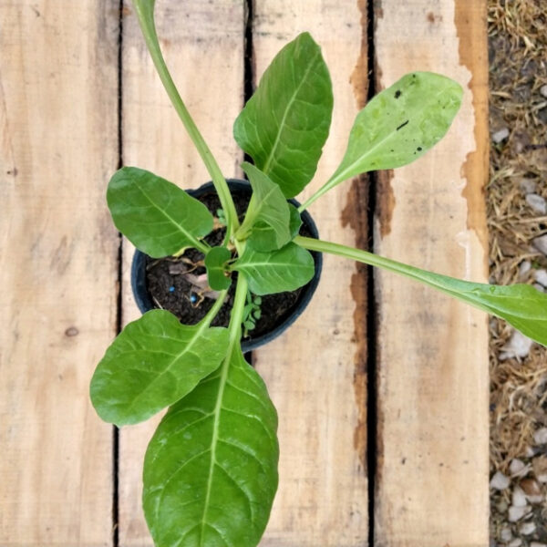 La Acelga es otra de las hortalizas que no puede faltar en tu huerta o jardín. Es ideal para el uso de sus hojas en la cocina.