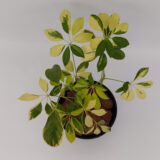 La Aralia variegada destaca por sus hojas lustrosas color verde con patrones amarillos-blancos. Es ideal para decoración de interiores