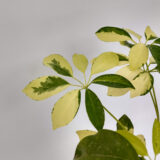 La Aralia variegada destaca por sus hojas lustrosas color verde con patrones amarillos-blancos. Es ideal para decoración de interiores