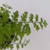 El asplenium bulbiferum, también llamado piko piko, es una de las plantas más habituales en la decoración de interiores.