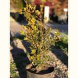 El Buxus sempervirens es un arbusto de hoja perenne, es decir, que se mantiene siempre verde durante todo el año. Ideal para tu jardín.