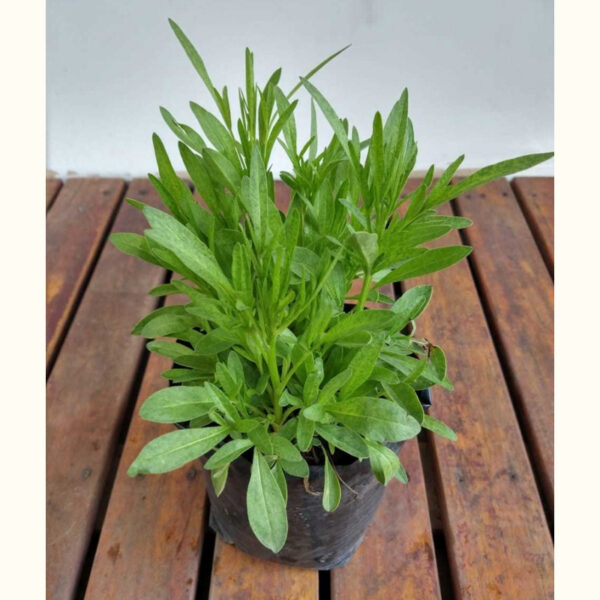 El Coreopsis es una planta decorativa que se usa para embellecer jardines a pleno sol. Es ideal para darle color a tu jardín o cantero.