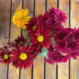 El crisantemo es una planta que produce unas flores tan elegantes durante el verano y el otoño, perfectas para cultivar en maceta.