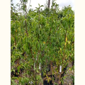 El Duraznero o Prunus persica es un árbol frutal caducifolio ideal para el cultivo en jardines por sus hermosas flores y frutos.
