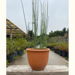 Equisetum fluviatile es una planta perenne muy decorativa, con largos tallos cilíndricos de color verde de crecimiento erecto.
