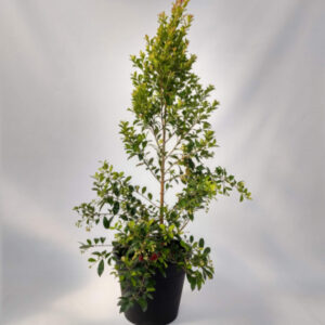 La Eugenia es un arbusto ornamental muy ramificado de atractiva forma cónica, ideal para utilizar como cerco vivo por su gama de colores.